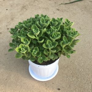 碰碰香喜欢阳光吗 碰碰香爱晒太阳吗？