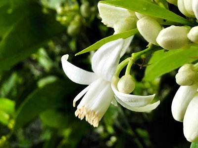 橘子花喜欢阳光吗 喜欢阳光的橘子花

橘子花是否喜欢阳光
