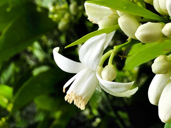 橘子花喜欢阳光吗