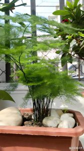 水竹喜欢阳光吗 喜欢阳光的水竹
水竹是否喜欢阳光？
