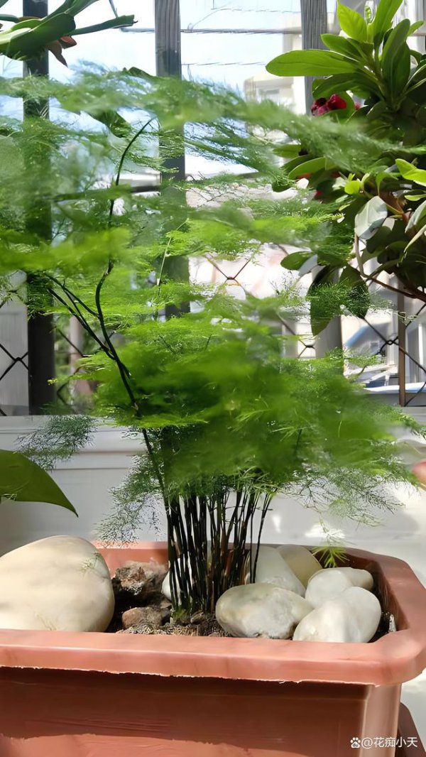 水竹喜欢阳光吗