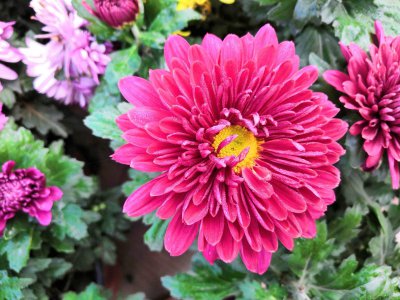 菊花喜欢阳光吗 菊花喜欢充足的阳光吗？