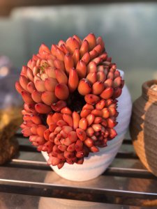 红宝石怎么养才能爆盆 红宝石如何才能茁壮成长？