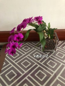 秋石斛怎么养才能爆盆 如何才能让秋石斛爆盆？