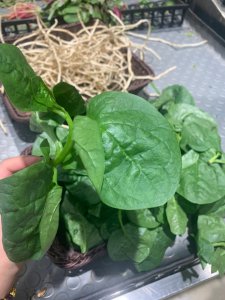 木耳菜喜欢阳光吗 木耳菜需要阳光吗？