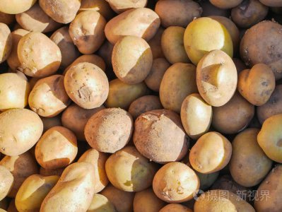 土豆喜欢阳光吗 土豆需要阳光吗？