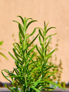 迷迭香喜欢阳光吗 迷迭香是否喜欢阳光？