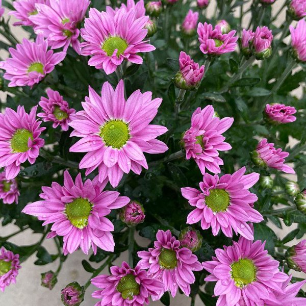 美人菊喜欢阳光吗