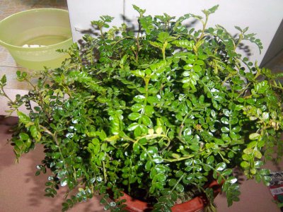 驱蚊草喜欢阳光吗 驱蚊草是否需要充足的阳光？
