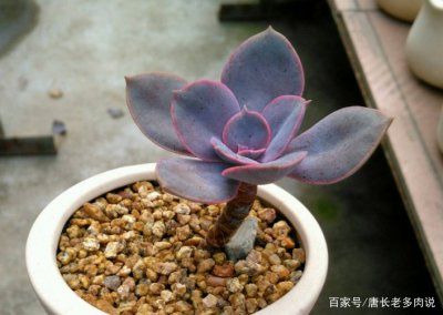 丁香多肉喜欢阳光吗 丁香多肉是否需要充足阳光？