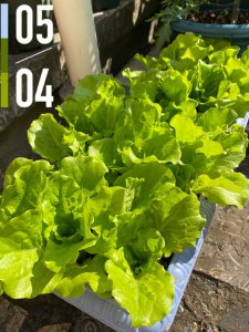 生菜喜欢阳光吗 生菜需要阳光吗？