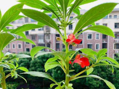 凤仙花喜欢阳光吗 喜好阳光的凤仙花
凤仙花是否喜欢阳光