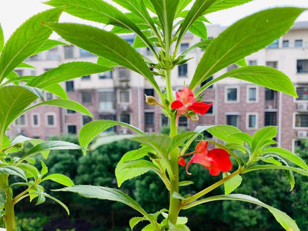 凤仙花喜欢阳光吗