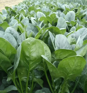 菠菜喜欢阳光吗 菠菜需要阳光吗？