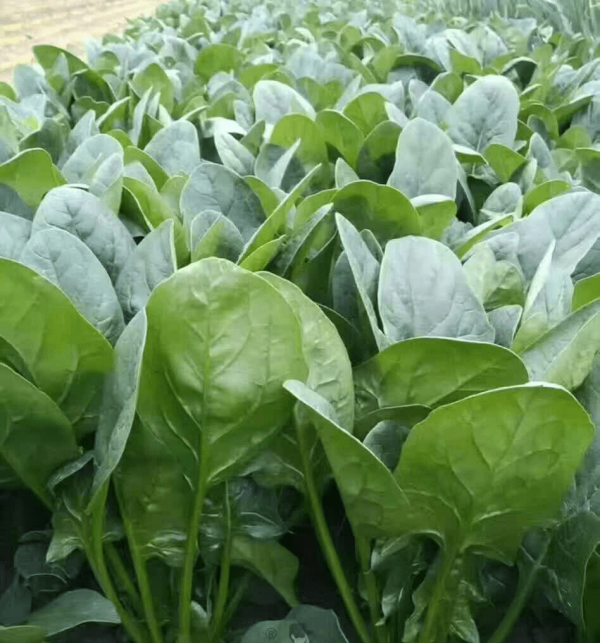 菠菜喜欢阳光吗