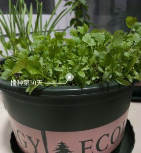 香菜喜欢阳光吗 香菜需要阳光吗？