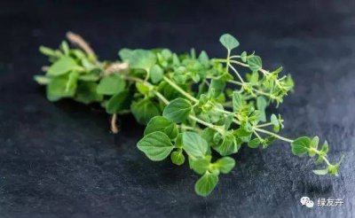 （X-D）草喜欢阳光吗 喜欢阳光的（X-D）草
阳光是否喜欢的（X-D）草