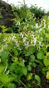 金银花喜欢阳光吗 喜欢阳光的金银花
金银花偏好阳光吗？