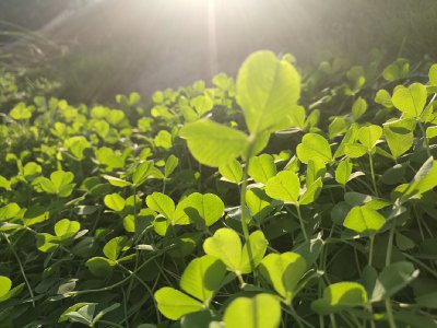 三叶草喜欢阳光吗 三叶草偏爱阳光吗？