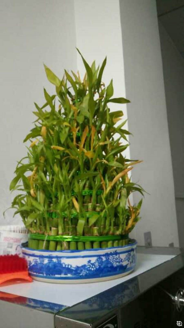 竹塔喜欢阳光吗