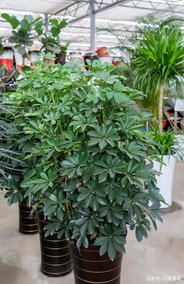 鸭爪木喜欢阳光吗