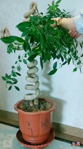 榕树插枝能活吗 榕树插枝是否可以生长？