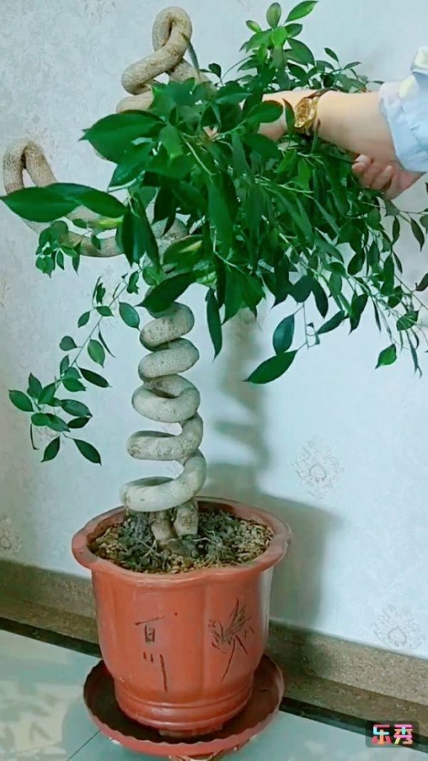 榕树插枝能活吗