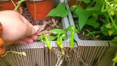 木耳菜插枝能活吗 木耳菜可以生长吗？