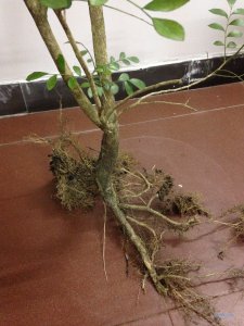 九里香插枝能活吗 九里香插枝是否容易生根？