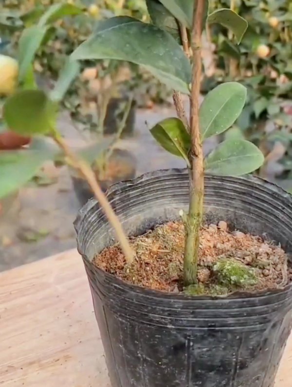 茶花插枝能活吗
