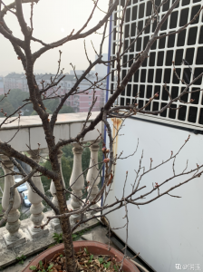 桃树插枝能活吗 桃树插枝是否能存活？