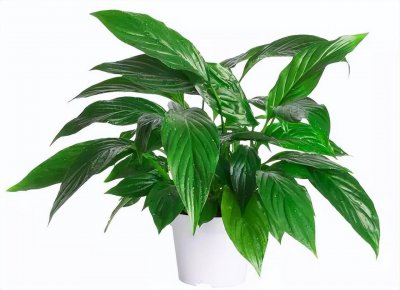 万年青插枝能活吗 万年青可以插枝存活吗？
