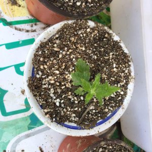 樱花树插枝能活吗 ?；ㄊ鞑逯δ懿荒艽婊?？