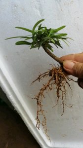 罗汉松插枝能活吗 罗汉松插枝可以生长吗？