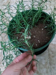 迷迭香插枝能活吗 迷迭香插枝能成功生根吗？