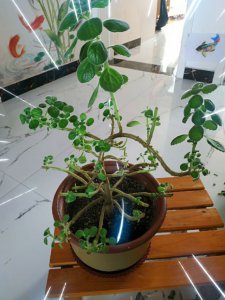 碰碰香插枝能活吗 碰碰香插枝存活可能吗？