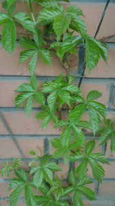 爬山虎插枝能活吗 爬山虎插枝可存活吗？