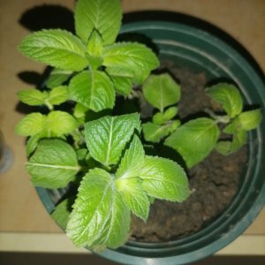 薄荷插枝能活吗 薄荷插枝是否能生长？