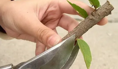 白玉兰插枝能活吗 白玉兰插枝能存活吗？