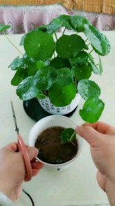 铜钱草插枝能活吗 铜钱草插枝生长容易吗？