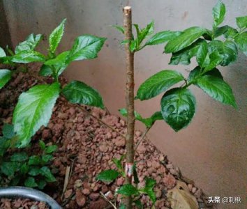 樱桃树插枝能活吗 樱桃树插枝可行吗？