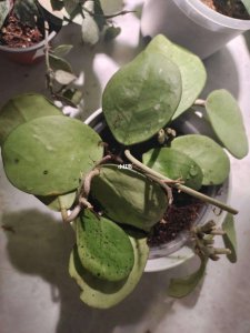 球兰插枝能活吗 球兰插枝可以生长吗？