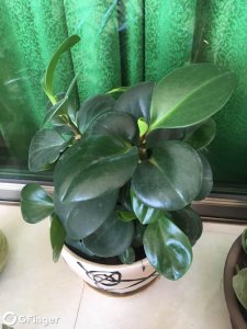 碧玉喜阴还是喜阳光的植物 喜欢阴凉还是阳光的碧玉植物？