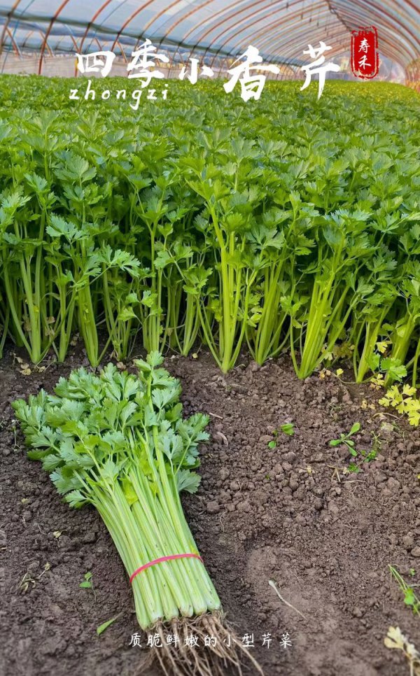 芹菜几月份种合适