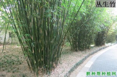 竹子几月份种合适 何时最适合种植竹子