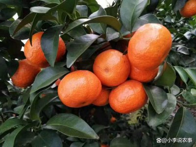 橘子几月份种合适 何时适合种植橘子？