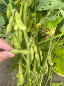 毛豆几月份种合适 毛豆适合什么时候种植？