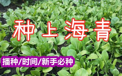 青菜几月份种合适 何时种青菜最合适？