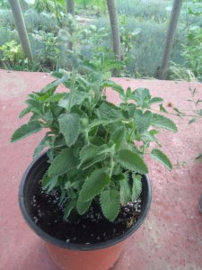 荆芥几月份种合适 何时最适合种植荆芥？