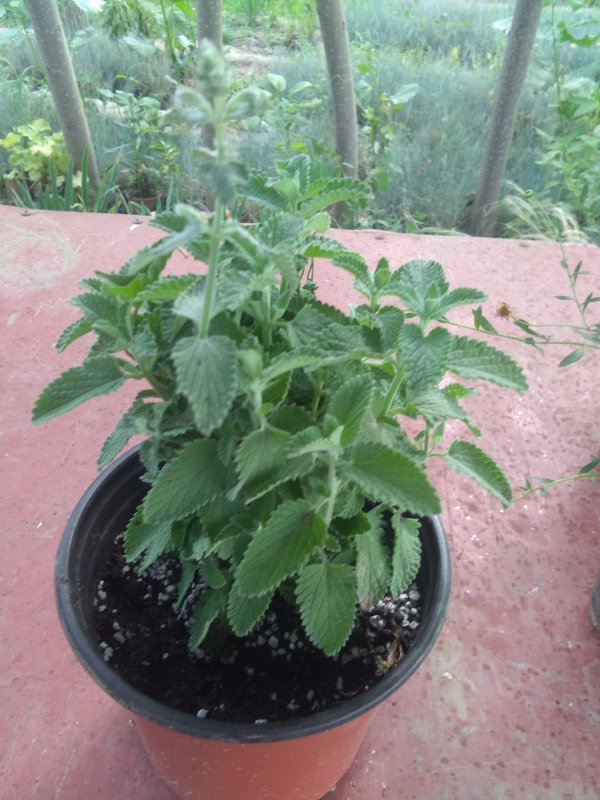 荆芥几月份种合适